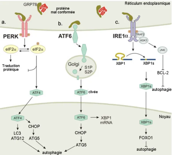 Figure 5:  Régulation  de  l’autophagie  par  le  stress  du  réticulum endoplasmique via l’« unfolded protein response » (UPR).