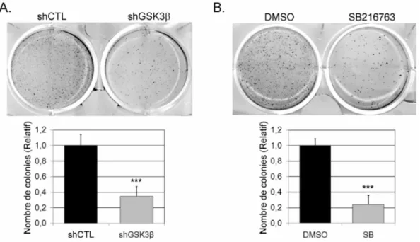 Figure 7 :  L’inhibition  de  l’activité  des  GSK3  réduit  la  croissance  en indépendance  d’ancrage  des  cellules  pancréatiques  tumorales
