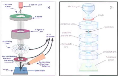 Figure  2.3  Schematics  of  a  typical Scanning Electron Microscope (SEM)  (a)  I10l  and Transmission  Electron  Microscope  (TEM) (b) Il0l