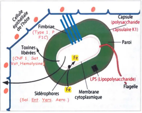 Figure 1.3 : Facteur de virulence présent chez les souches UPEC 