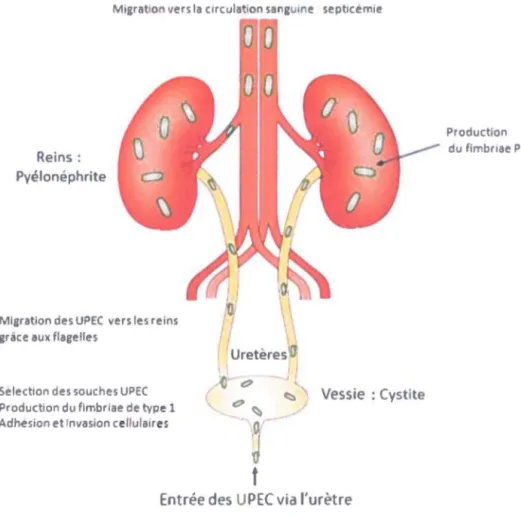 Figure 1.5 : Infection ascendante du tractus urinaire par les  UPEC 