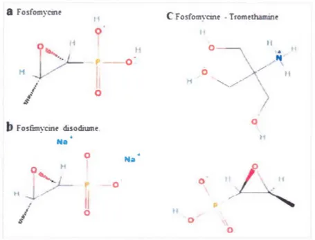 Figure  1.  7 : Structure des différentes formes de la fosfomycine. 