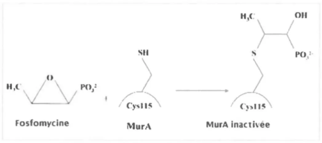 Figure 1.8 : Liaison entre MurA et la fosfomycine 