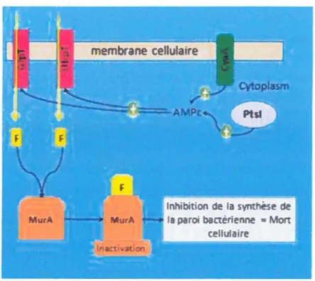 Figure 1.9: lntéraction entre les différentes protéines impliquées dans la résistance à la fosfomycine 
