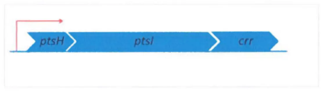 Figure 1.10: Schéma de l'opéron pts 