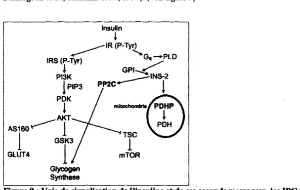 Figure 9 : Voie de signalisation de l'insuline et de ses seconds messagers, les IPGs  (Larner et  aL,  2010)