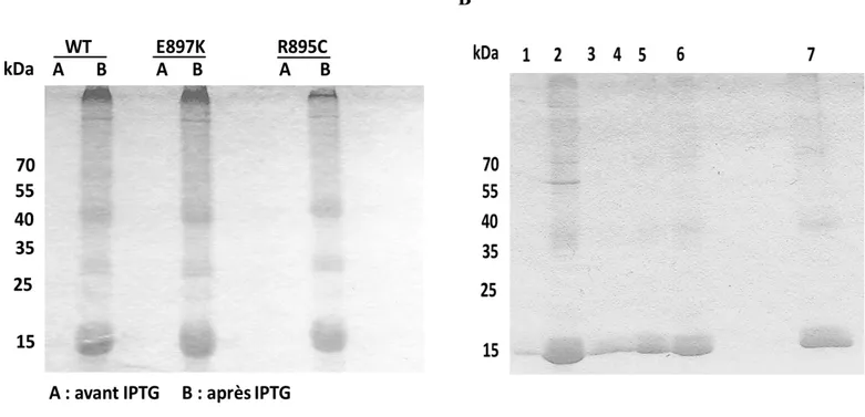 Figure 21:  Expression et purification du segment C-terminal TRPC6. (A) Gel SDS-PAGE représentant  l’induction d’expression des différents  segments C-terminal TPRC6 wt, le mutant E897K et le mutant  R895C suite à l’ajout d’IPTG