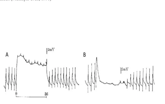 Figure  2.  Découverte  des  canaux  TRP  chez  la  drosophile.  Illustration  de  l’enregistrement  l’amplitude maximale enregistrée au niveau des cellules photoréceptrices de la drosophile suite à la  réponse à l’exposition lumineuse pendant 240 ms suivi