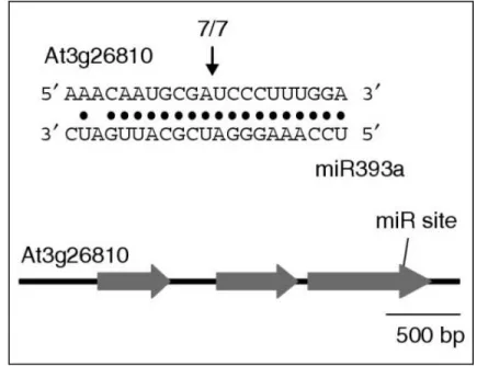 Figure 10.  Alignement et mise en évidence du site de clivage au niveau du transcrit du  gène At3g26810 par le miR393a (Wang et al., 2004)