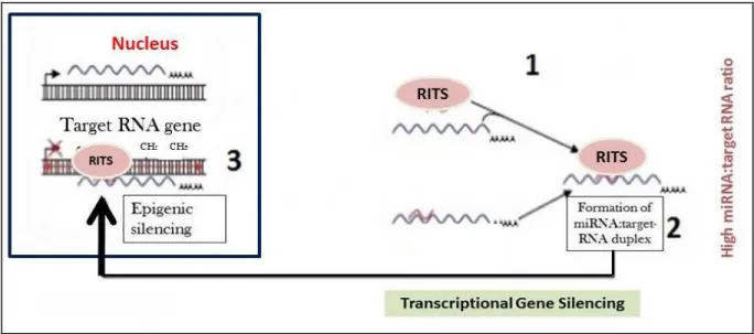 Figure 11.  Modèle  d’interférence  transcriptionnel  par  miARN  intégré  dans  un  complexe RITS