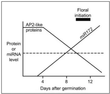 Figure 12.  Régulation  négative  temporelle  des  protéines  AP2-like  par  le  miR172  responsable de la floraison chez A