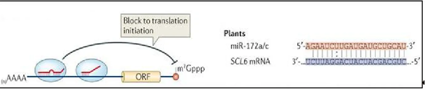 Figure 13.  Présentation  schématique  du  blocage  traductionnel  induit  par  le  miR172a/c au niveau de l’ARNm cible codant la protéine  «ScareCrow-Like 6» (SCL6)  (Ameres et Zamore, 2013)