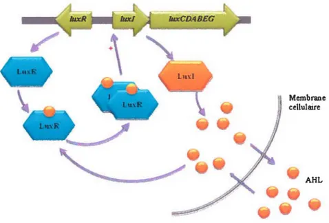 Figure 1.1. Schéma représentant le système de QS LuxULuxR chez V.  fischer/. Adapté de Galloway (2011 )
