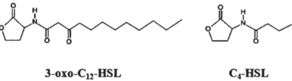 Figure 1.2. Structure chimique des auto-Inducteurs produits dans les systèmes de QS Lasl (3-oxo-C12-HSL) et  Rhll (C4-HSL)