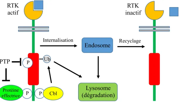 Figure 1 : Différents mécanismes de rétro-inhibition des RTK. 