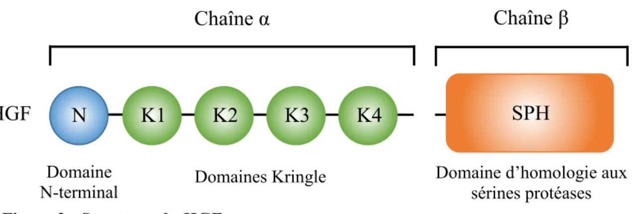 Figure 2 : Structure du HGF. 