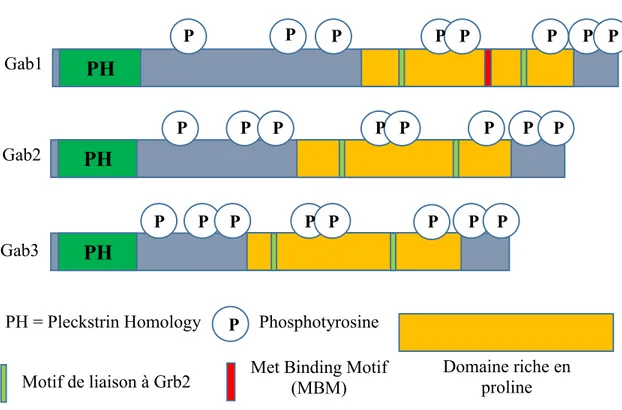 Figure 5 : Représentation schématique de la structure des membres de la famille des  protéines Gab illustrant les domaines impliqués dans les interactions protéine-protéine