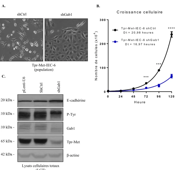 Figure 9 : La diminution de l’expression de Gab1 dans une population de cellules Tpr- Tpr-Met-IEC-6 restaure une morphologie épithéliale