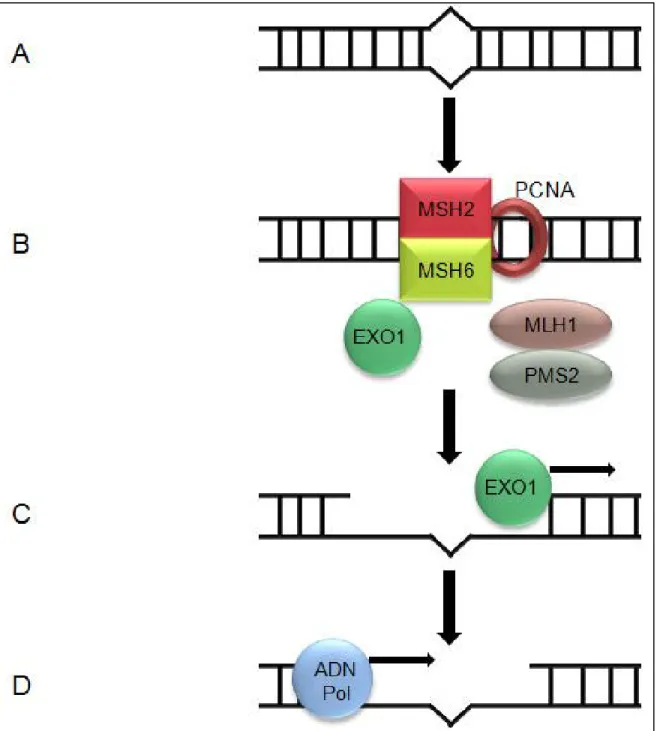 Figure  5.  Schéma  du  mécanisme  de  la  réparation  des  mésappariements  (MMR).  (A)  Présence  d’un  dommage sur l’ADN