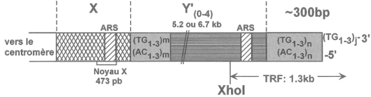 Figure 4:  Structure du  télomère de S.  cerevisiae.  Les  chromosomes se terminent  par  300  ±  75  pb  de  répétitions  C 1_3 A/TG 1_3•  Des  éléments  sous-télomériques  nommés X et Y' sont généralement présents, juxtaposés au répétitions 