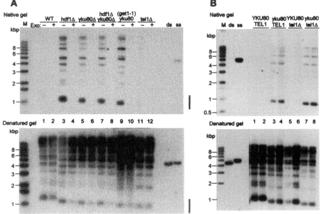 Fig.  1&#34;  Altered  telomeric  end  structure  caused  by   muta-tions  in  yeast  Ku  geneso  (A)  (Top)  DNA  from  strains  with  the  indi.cated  genotypes  and  grown  at  23°C  was  mock  treated  (lanes  1,  3,  5,  7,  9,  and  11)  or  digested