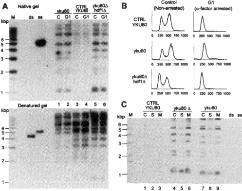 Fig.  2.  Analysis  of  G-strand  overhangs  throughout  the  cell  cycle.  (A)  Strains  RWY738a  (yku80),  RWY738d (YKUBO),  and DWY293 (hdf1 D.::TRP1,  yku80D.::URA3)  were grown to logarithmic phase in  rich medium (lanes 1, 3,  and 5,  marked C) or ar