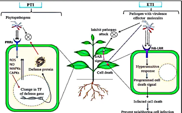 Figure  1.2.  Schémas récapitulatif du système de défenses induites chez les plantes  (D.K.Choudhary et al., 2016) 