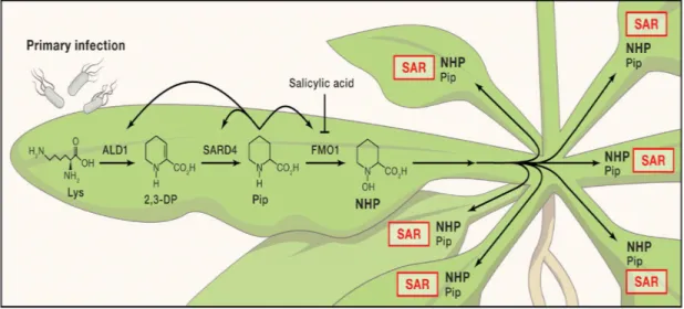 Figure 1.3. Voie de la biosynthèse de l’acide pipécolique (Shah &amp; Zeier, 2013). 
