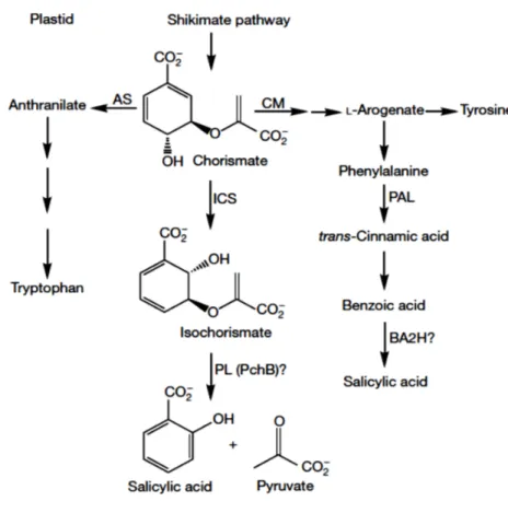 Figure 1.5. Voies de synthèse de l’acide salicylique (Wildermuth et al., 2001). 