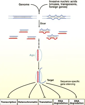 Figure 1.6. Voies et origines des petits ARN non codants chez les plantes (Carthew &amp; 