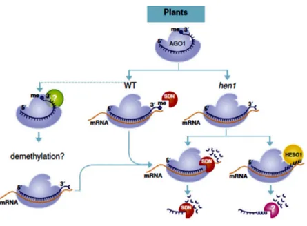 Figure 1.8. Implication des protéines SDN dans le processus de la dégradation des  miARN matures et méthylés (Sanei &amp; Chen, 2015)