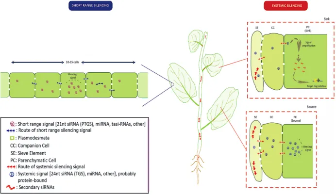 Figure 1.9. Mouvement de courte et longue distance des petits ARN d’interférence au  sein des cellules végétales (Mermigka et al