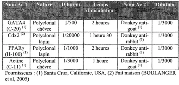 Tableau 1 : Liste des anticorps utilisés lors de l'analyse des protéines par  transfert western 