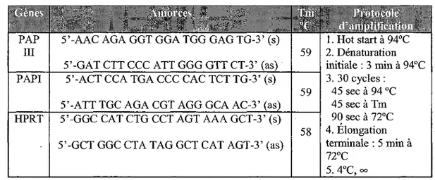 Tableau 2 : Amorces et amplification de gènes cibles de rat par RT-PCR 