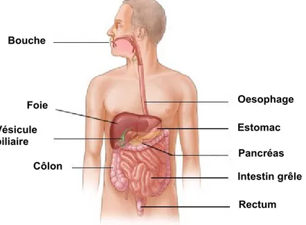 Figure  1:  Schéma  de  l’appareil  digestif.    Adapté  de  ©2005-2014  WebMD,  LLC. 