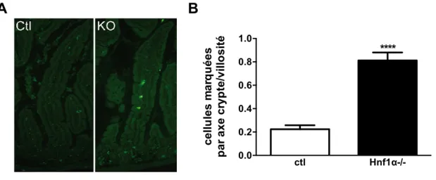 Figure  10:  Modulation  du  nombre  de  cellules  ghréline  positives  dans  le  jéjunum  proximal des souris Hnf1α -/-  et contrôles