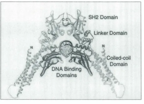 Figure 2. Structure cristallographique d'un dimère STATl. 