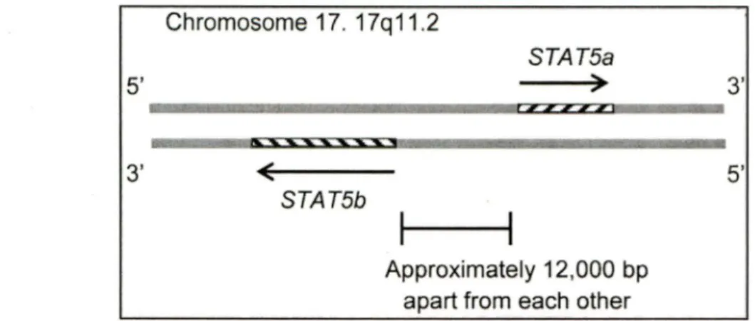 Figure 3. Localisation chromosomique des gènes stat5a et stat5b humains. 