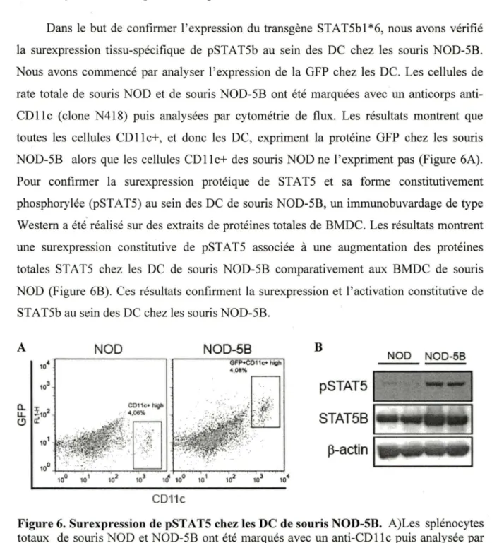 Figure 6. Surexpression de pST ATS chez les DC de souris NOD-SB.  A)Les  splénocytes  totaux  de  souris NOD et NOD-5B ont été marqués avec un anti-CDl le puis analysée par  cytométrie  de  flux  pour  déterminer  l'expression  de  la  GFP  sur  les  cellu