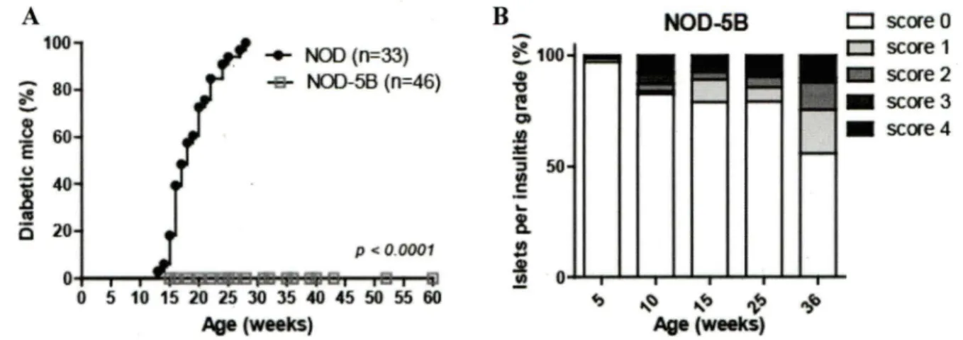 Figure 7.  La surexpression de  pST AT Sb  induit une protection contre le  diabète chez  les souris NOD-SB