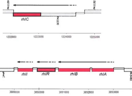 Figure 10: Schématisation de l’agencement des gènes responsables de la production de rhamnolipides et de leur régulation chez P