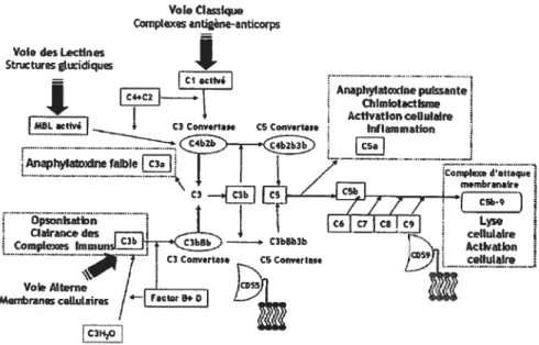 Figure 3. Cascade d’activation du complément. La cascade du complément peut être activée selon trois voies soit la voie classique, des lectines ou encore alterne