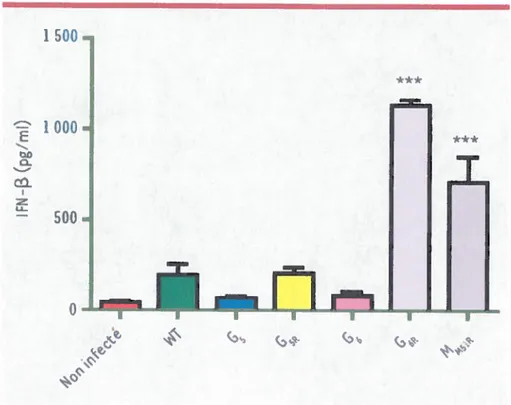 Figure 2. Iuterféron-3 induit par différents mutants du VSV. Comparaison de l’induction d’interféron-3 aprês 24 heures d’infection à tàible multiplicité d’infection (MOI 0.!) avec les souches sauvage (WT) et mutantes du VSV dans la protéine de la matrice (