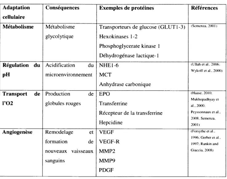 Tableau  1. Adaptations cellulaires en  condition hypoxique  régulées  par HIF Adaptation