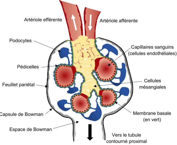 Figure 3 : Le glomérule 