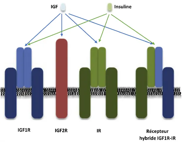 Figure 7 : Les différents récepteurs de l’IGF 