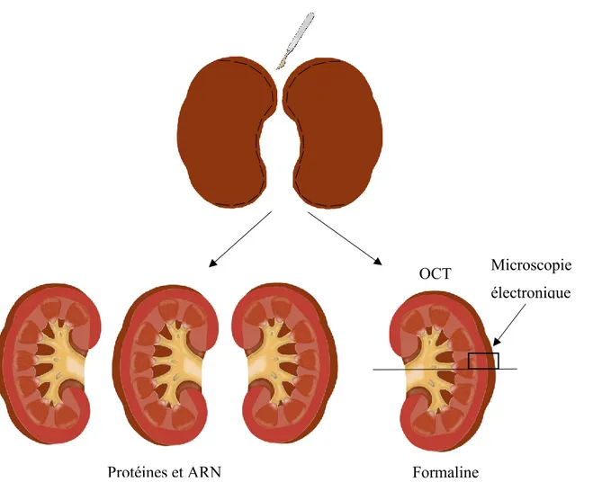 Figure 10 : Utilisation des différentes parties des reins de souris 