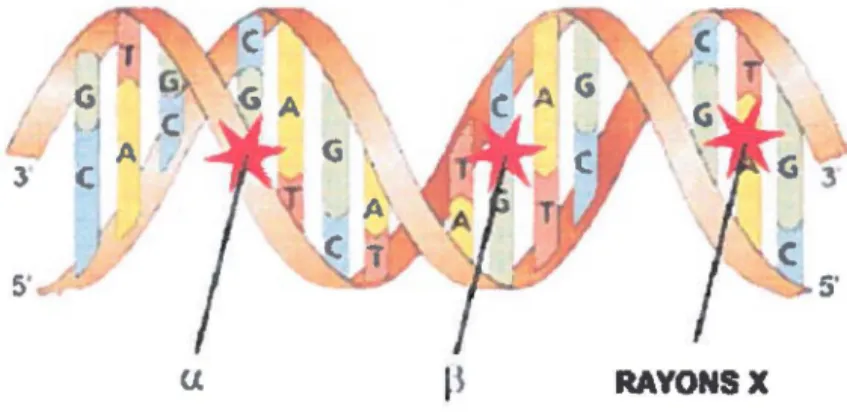 Figure 2-a: Action directe des rayons sur l' ADN 
