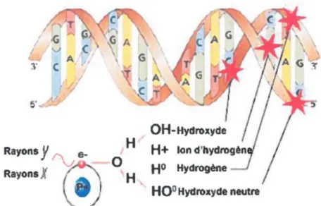 Figure 2-b:  Action indirecte des  rayons sur l'ADN 