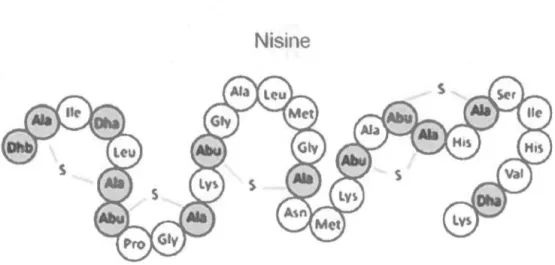 Figure 4:  Séquence de  la nisine (tiré de:  Dortu et al, 2009)  Dhb : Déhydrobutyrine 